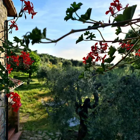 Profumo Di Salvia * Magione